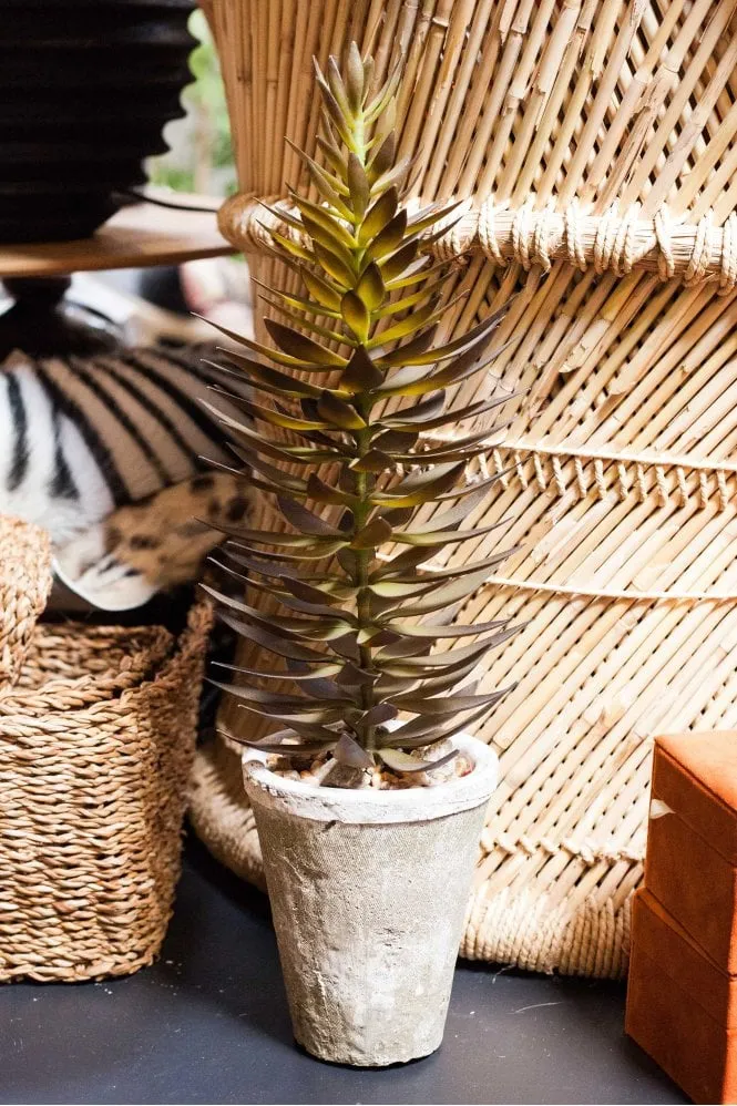 Green Potted Pagoda Succulent    