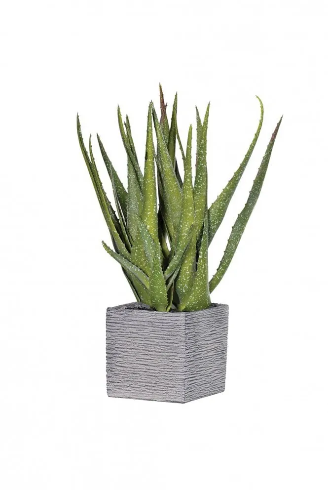 Green Speckled Aloe Vera in Square Cement Pot    